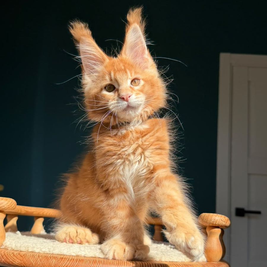 Big love Maine Coon polydactyl 6x6x6x6 male, red ticked tabby