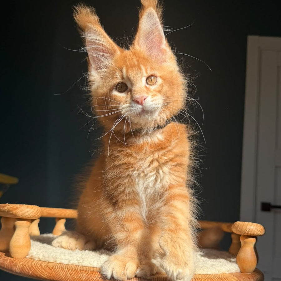 Big love Maine Coon polydactyl 6x6x6x6 male, red ticked tabby