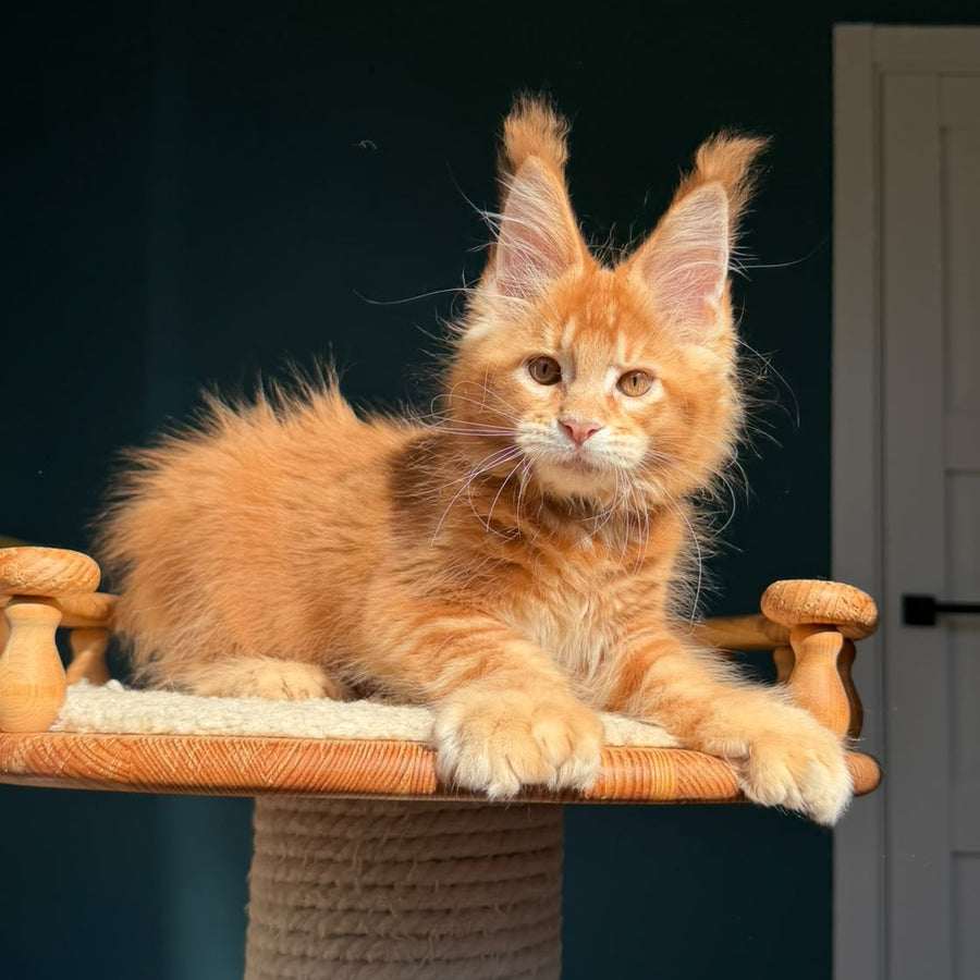 Big love Maine Coon polydactyl 6x6x6x6 male, red ticked tabby