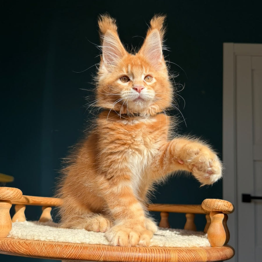 Big love Maine Coon polydactyl 6x6x6x6 male, red ticked tabby