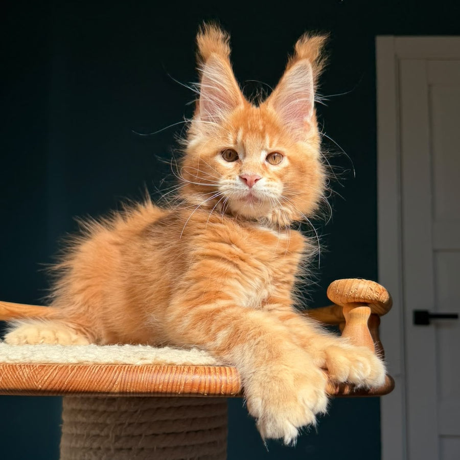 Big love Maine Coon polydactyl 6x6x6x6 male, red ticked tabby