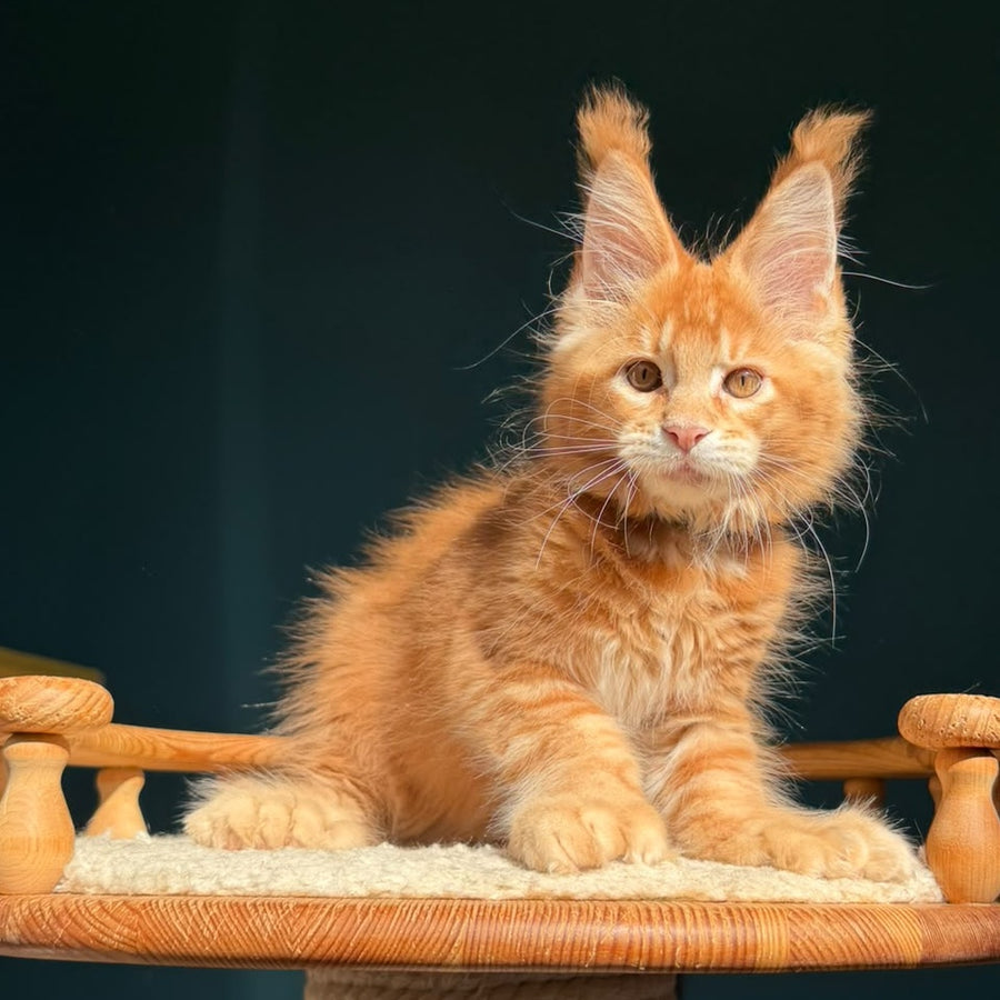 Big love Maine Coon polydactyl 6x6x6x6 male, red ticked tabby