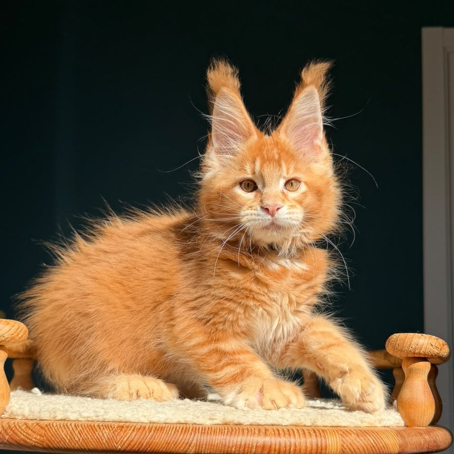 Big love Maine Coon polydactyl 6x6x6x6 male, red ticked tabby