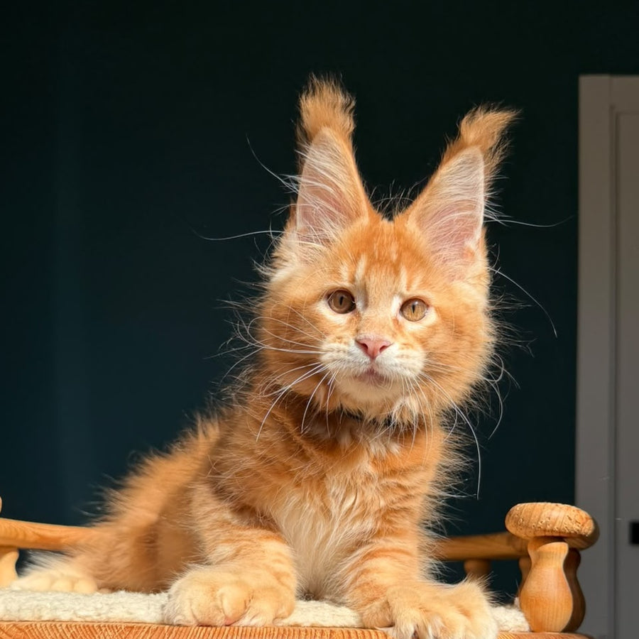 Big love Maine Coon polydactyl 6x6x6x6 male, red ticked tabby