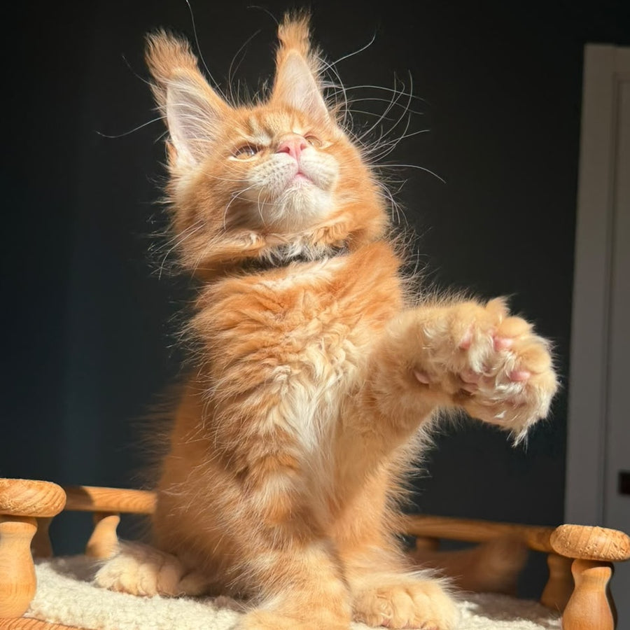 Big love Maine Coon polydactyl 6x6x6x6 male, red ticked tabby