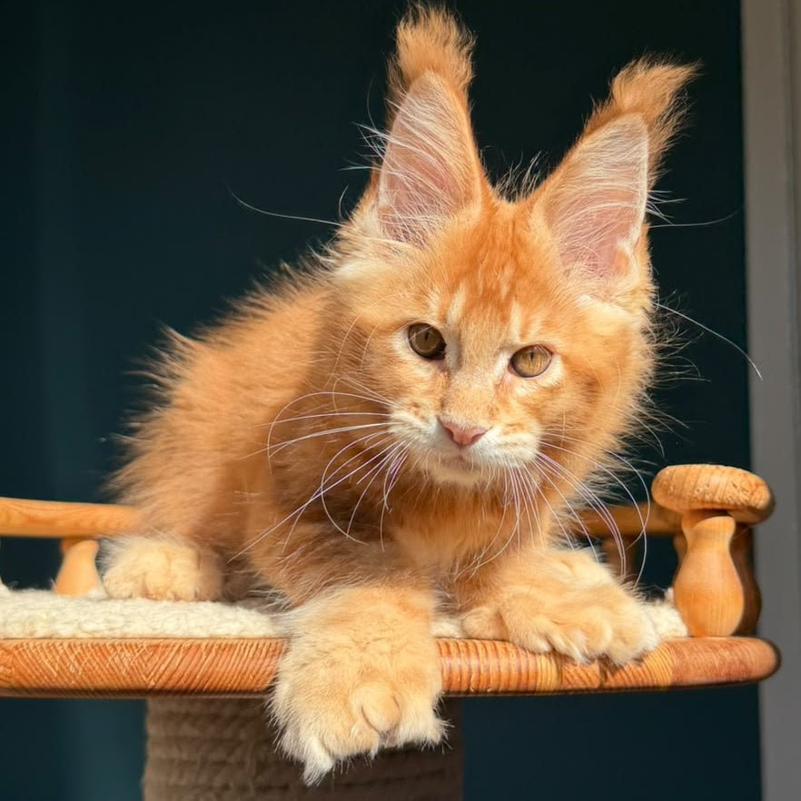 Big love Maine Coon polydactyl 6x6x6x6 male, red ticked tabby