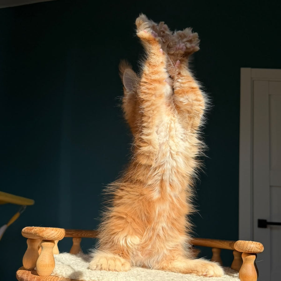 Big love Maine Coon polydactyl 6x6x6x6 male, red ticked tabby