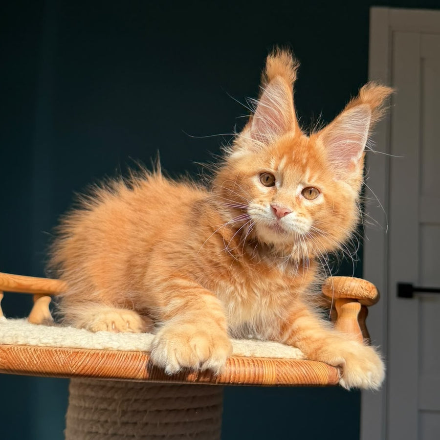 Big love Maine Coon polydactyl 6x6x6x6 male, red ticked tabby
