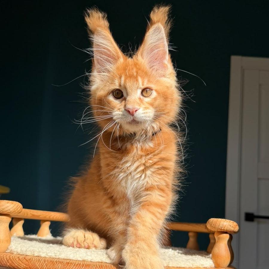 Big love Maine Coon polydactyl 6x6x6x6 male, red ticked tabby