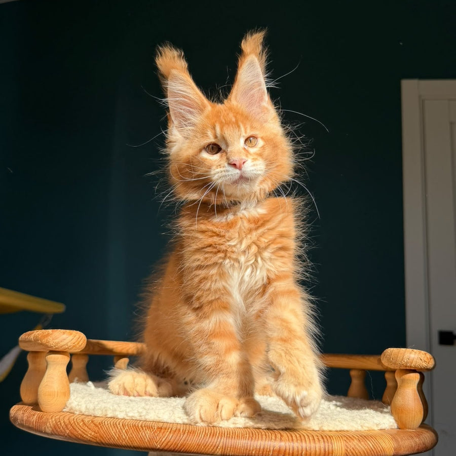 Big love Maine Coon polydactyl 6x6x6x6 male, red ticked tabby
