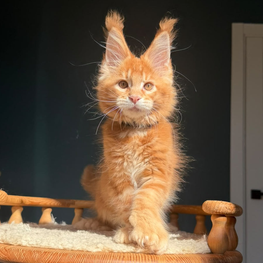 Big love Maine Coon polydactyl 6x6x6x6 male, red ticked tabby