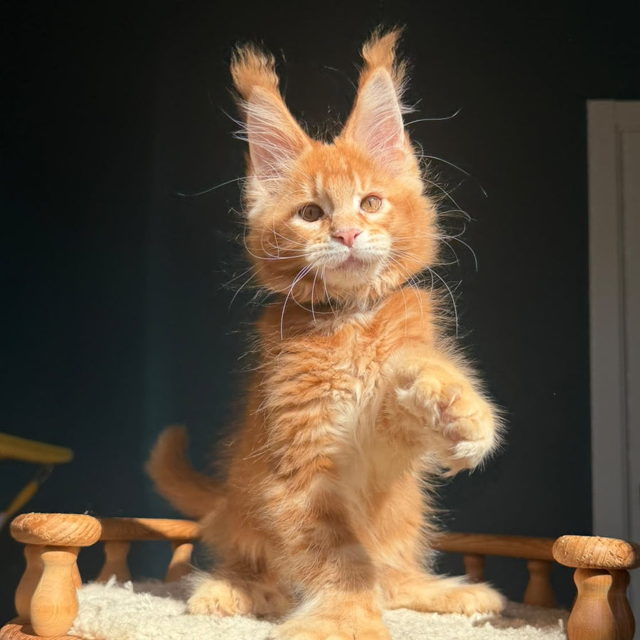 Big love Maine Coon polydactyl 6x6x6x6 male, red ticked tabby
