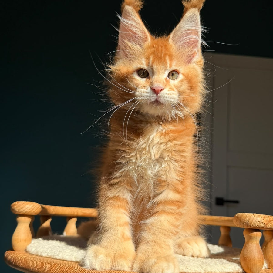 Ray Maine Coon polydactyl 6x6x6x6 male, red ticked tabby