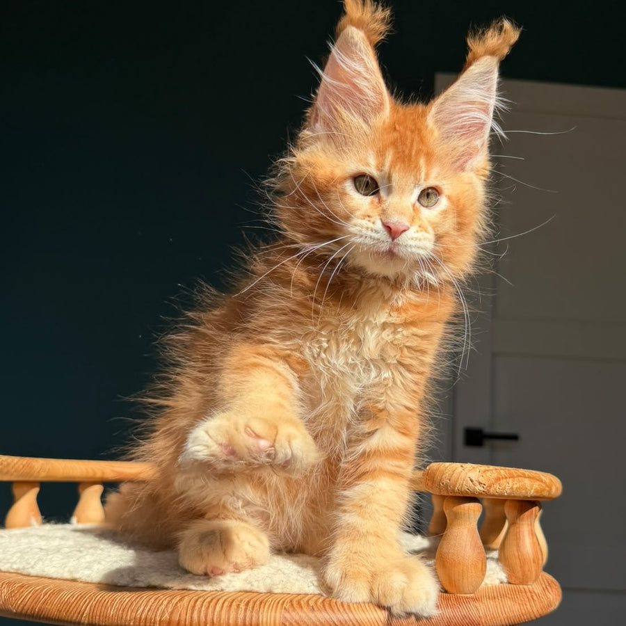 Ray Maine Coon polydactyl 6x6x6x6 male, red ticked tabby