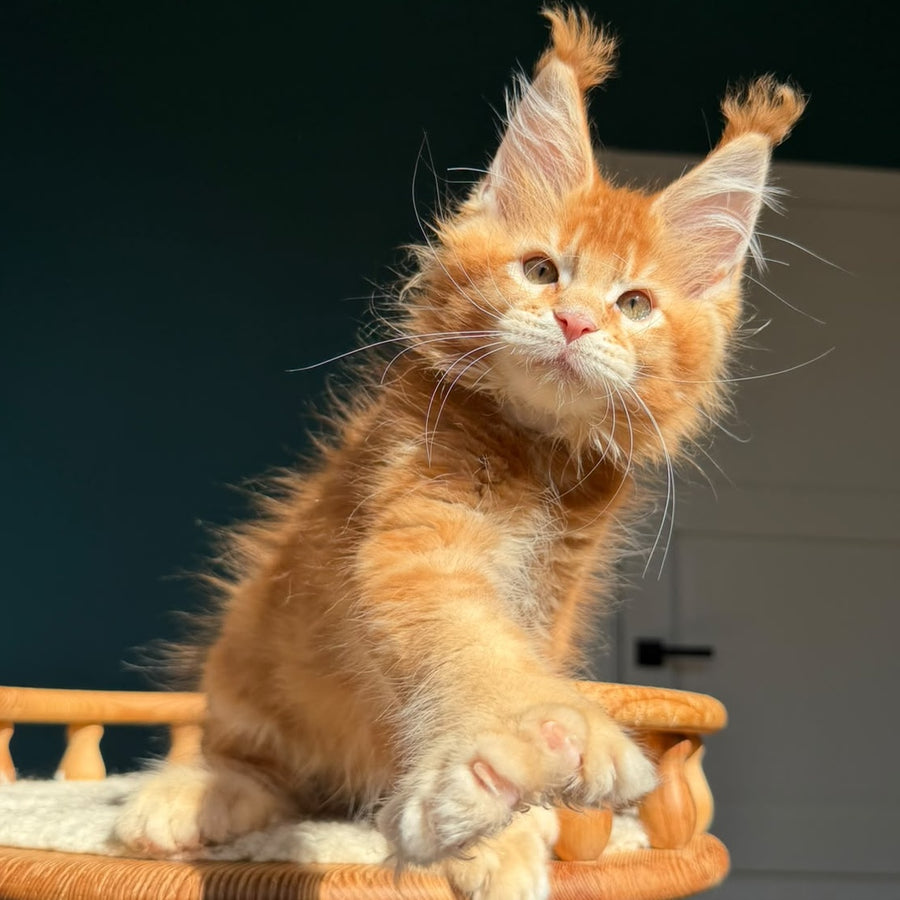 Ray Maine Coon polydactyl 6x6x6x6 male, red ticked tabby