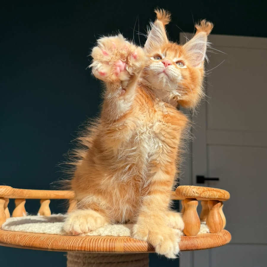 Ray Maine Coon polydactyl 6x6x6x6 male, red ticked tabby