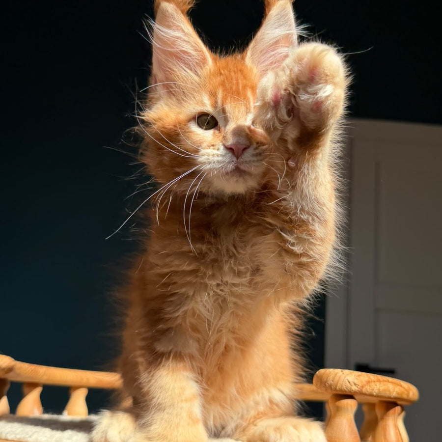 Ray Maine Coon polydactyl 6x6x6x6 male, red ticked tabby