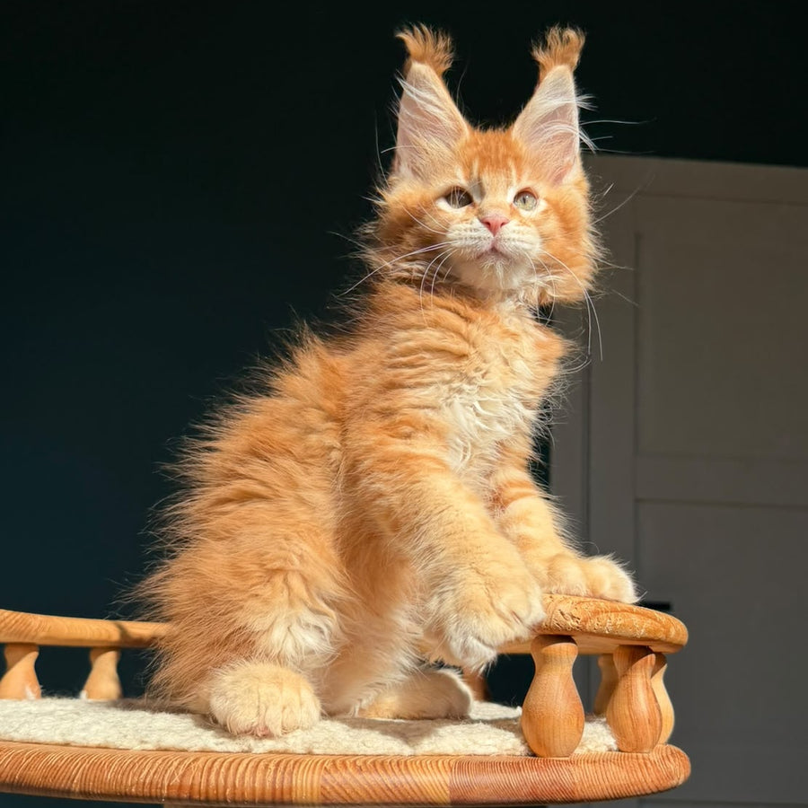 Ray Maine Coon polydactyl 6x6x6x6 male, red ticked tabby