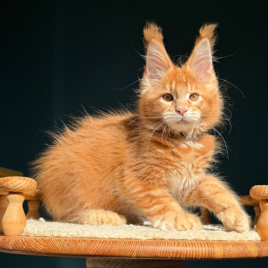 Ray Maine Coon polydactyl 6x6x6x6 male, red ticked tabby