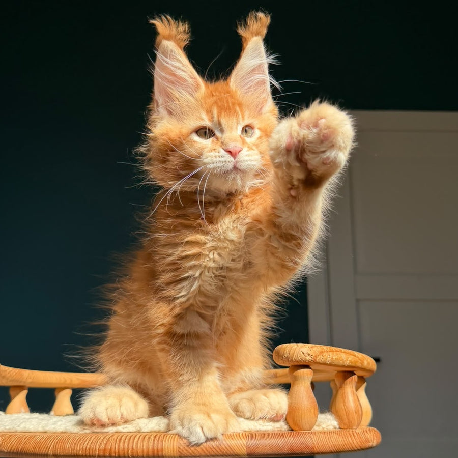 Ray Maine Coon polydactyl 6x6x6x6 male, red ticked tabby