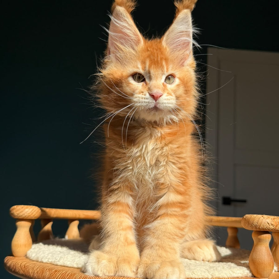 Ray Maine Coon polydactyl 6x6x6x6 male, red ticked tabby
