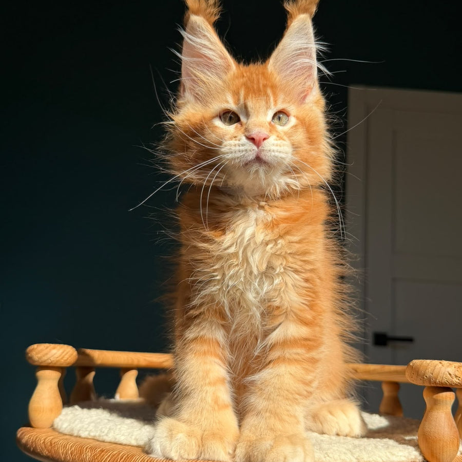 Ray Maine Coon polydactyl 6x6x6x6 male, red ticked tabby