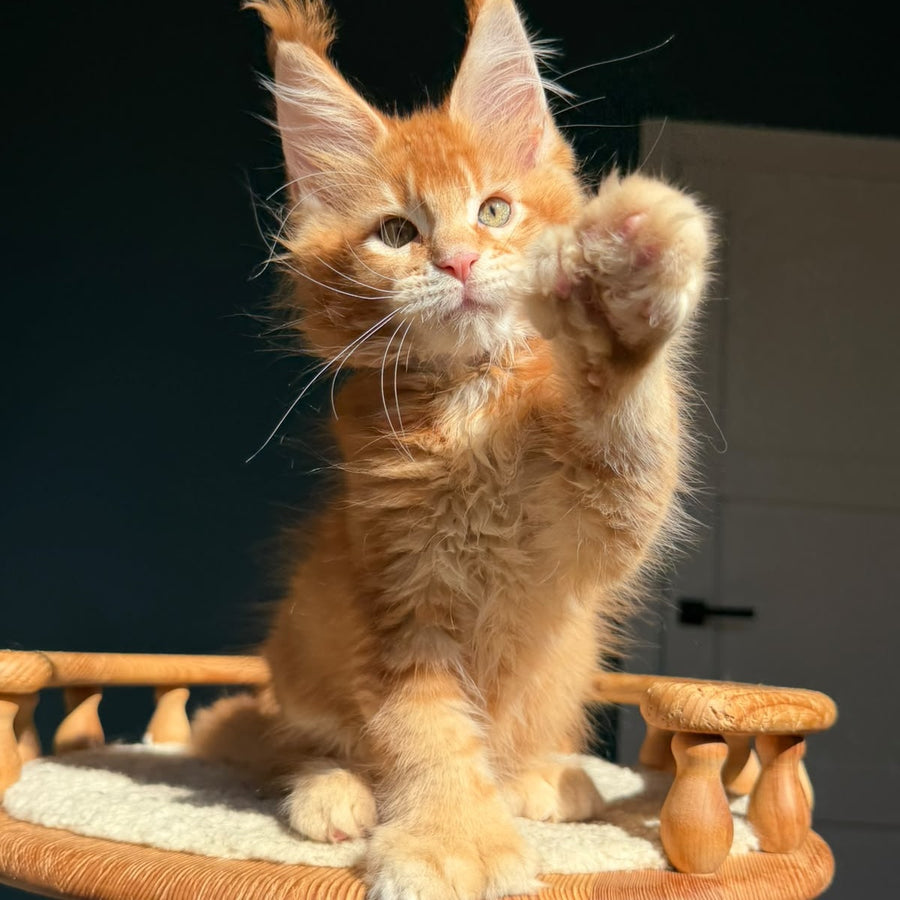 Ray Maine Coon polydactyl 6x6x6x6 male, red ticked tabby