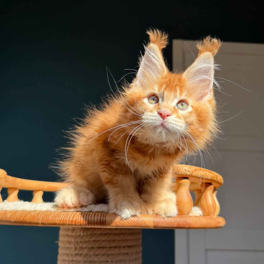 Ray Maine Coon polydactyl 6x6x6x6 male, red ticked tabby