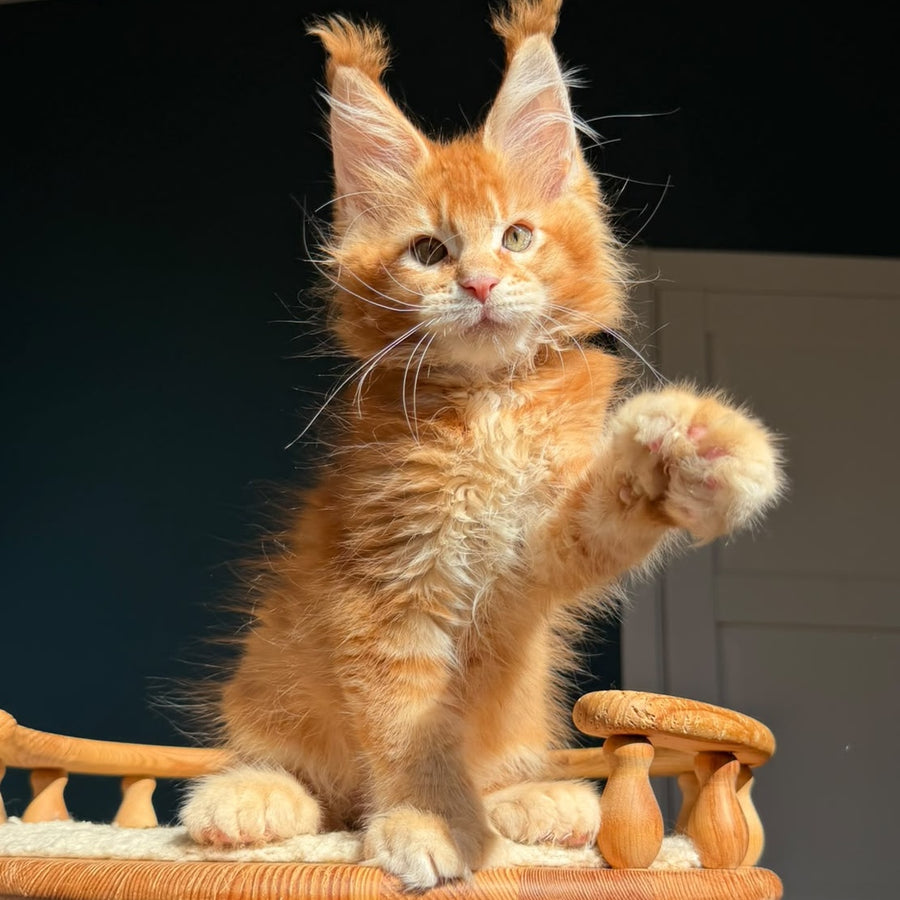 Ray Maine Coon polydactyl 6x6x6x6 male, red ticked tabby