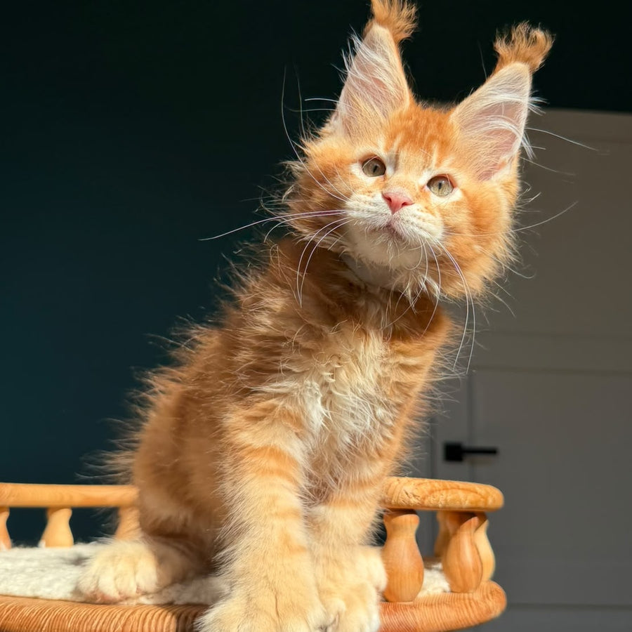 Ray Maine Coon polydactyl 6x6x6x6 male, red ticked tabby
