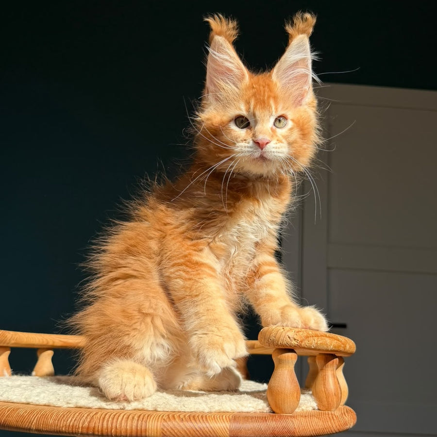 Ray Maine Coon polydactyl 6x6x6x6 male, red ticked tabby