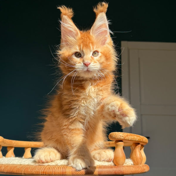 Ray Maine Coon polydactyl 6x6x6x6 male, red ticked tabby