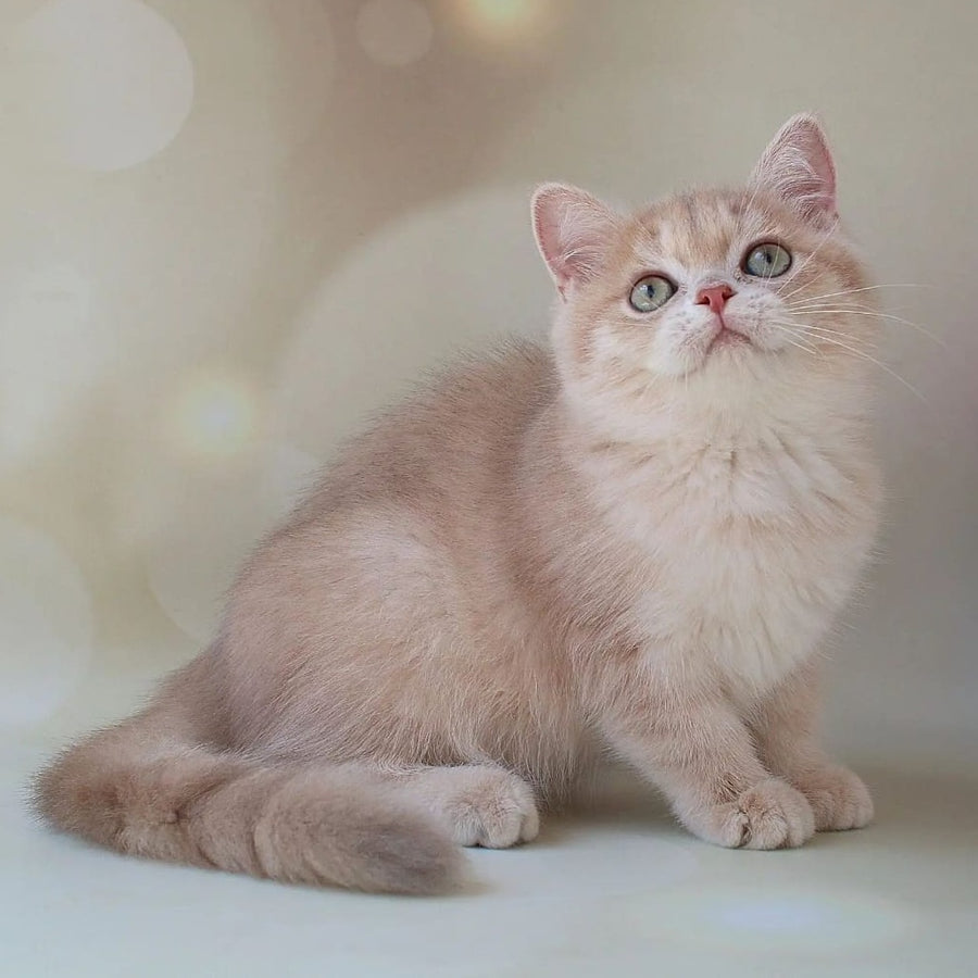 Layma British Shorthair female, lilac golden shaded