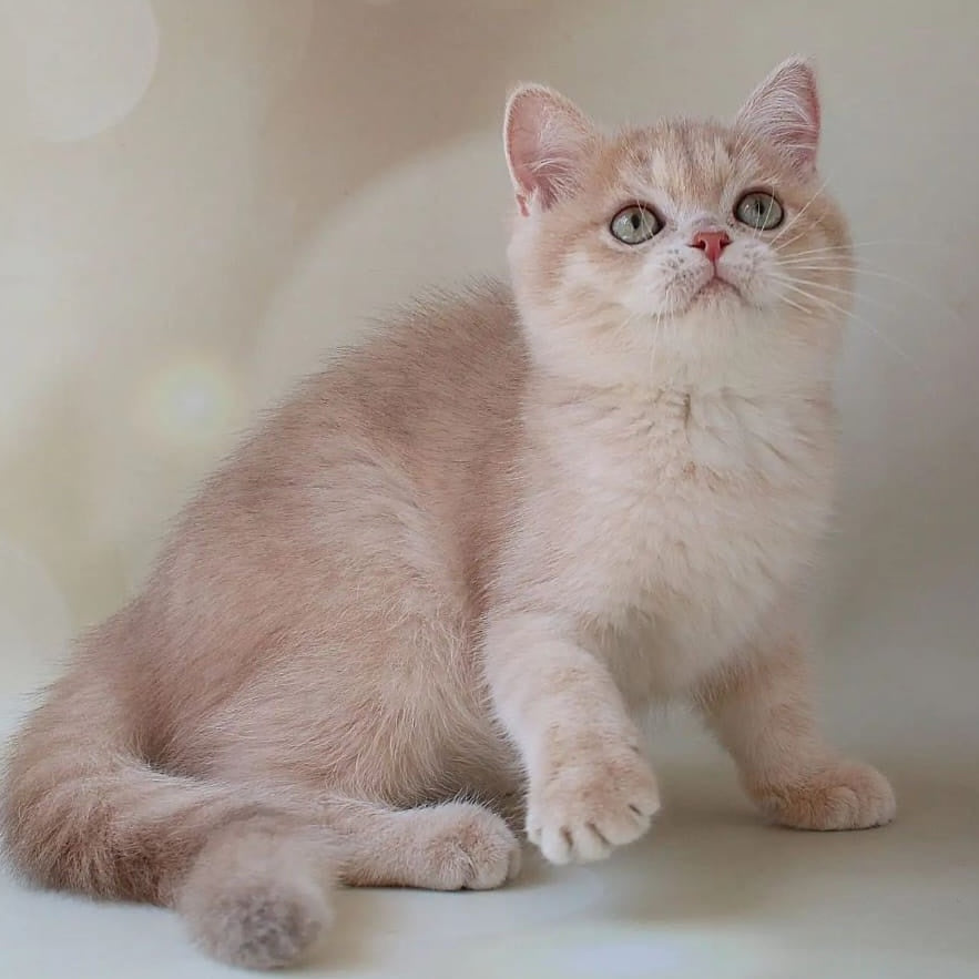 Layma British Shorthair female, lilac golden shaded
