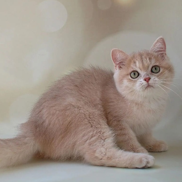 Layma British Shorthair female, lilac golden shaded