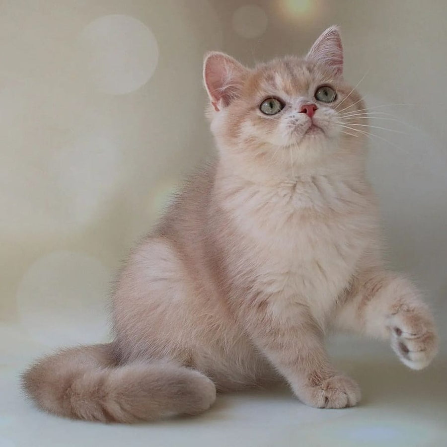 Layma British Shorthair female, lilac golden shaded