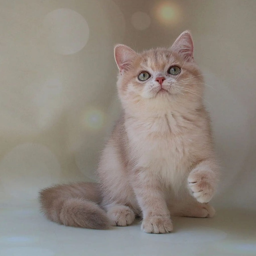 Layma British Shorthair female, lilac golden shaded