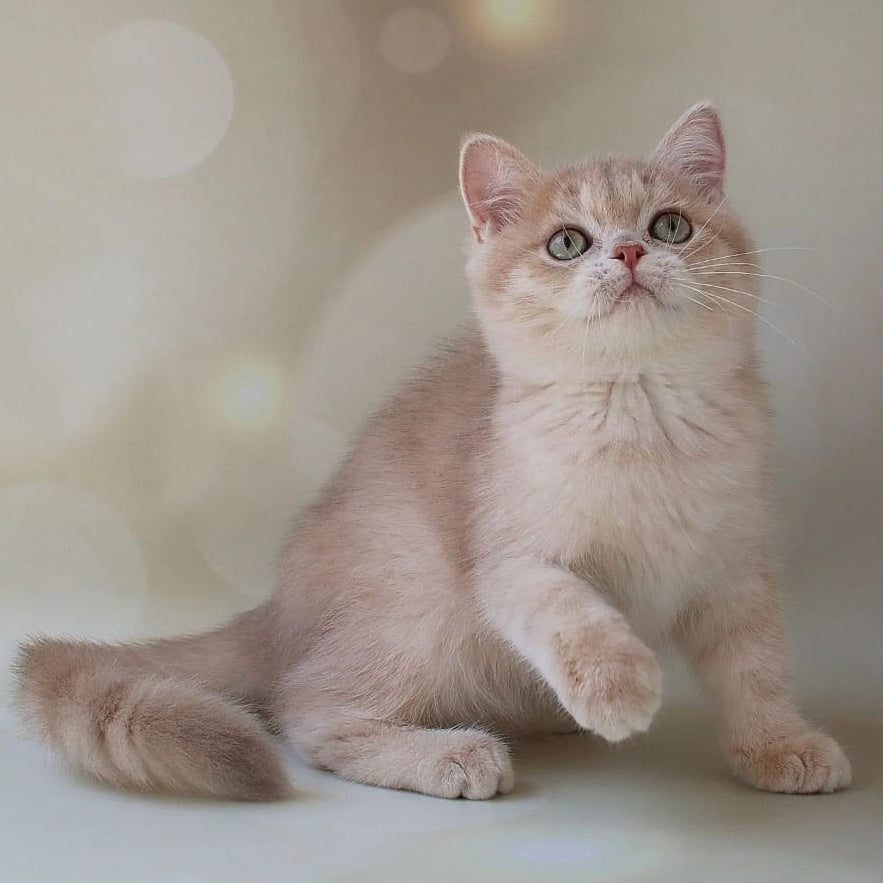 Layma British Shorthair female, lilac golden shaded