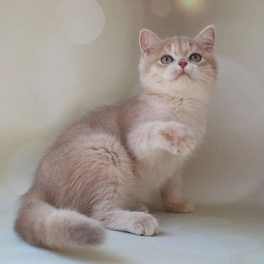 Layma British Shorthair female, lilac golden shaded
