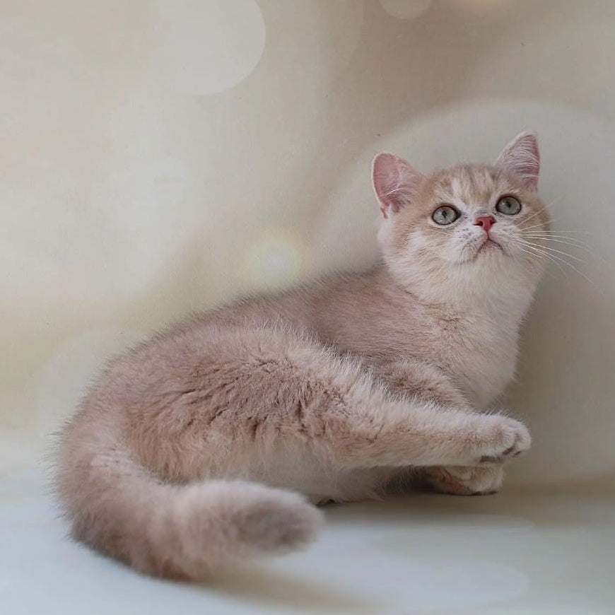 Layma British Shorthair female, lilac golden shaded