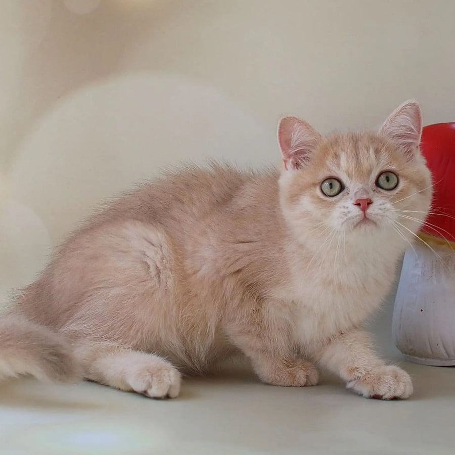 Layma British Shorthair female, lilac golden shaded