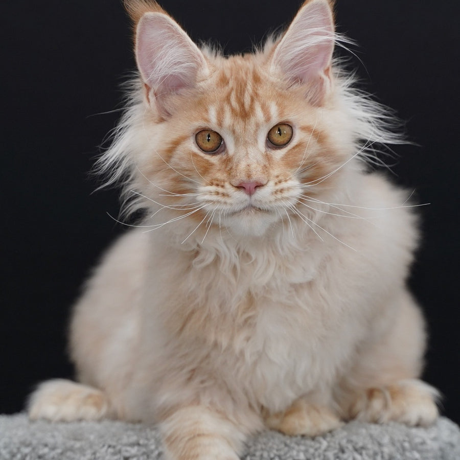 Quasar Maine Coon polydactyl 6x6x6x6 male, red silver tabby