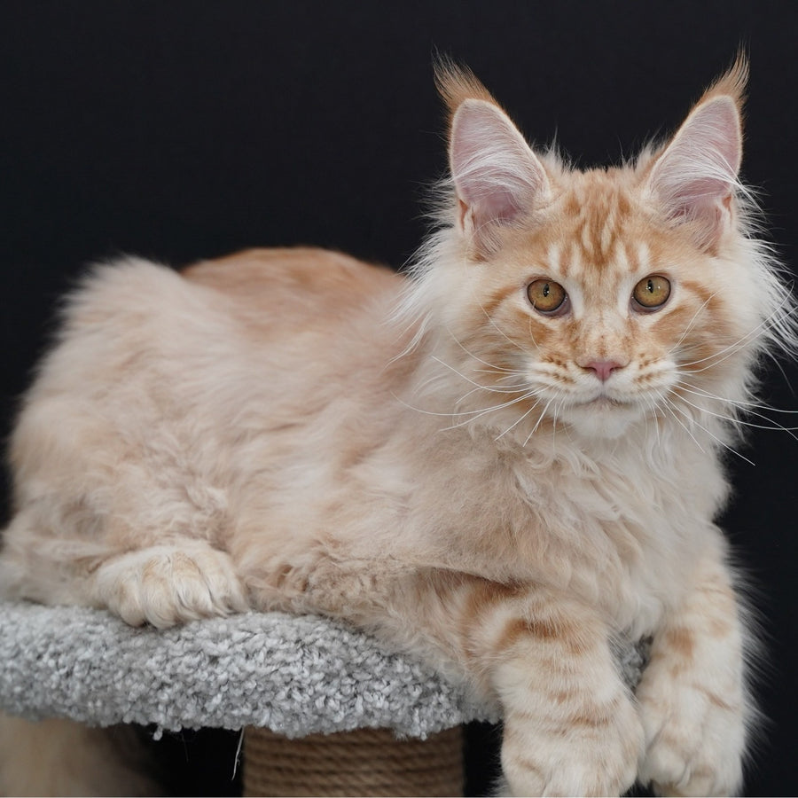 Quasar Maine Coon polydactyl 6x6x6x6 male, red silver tabby