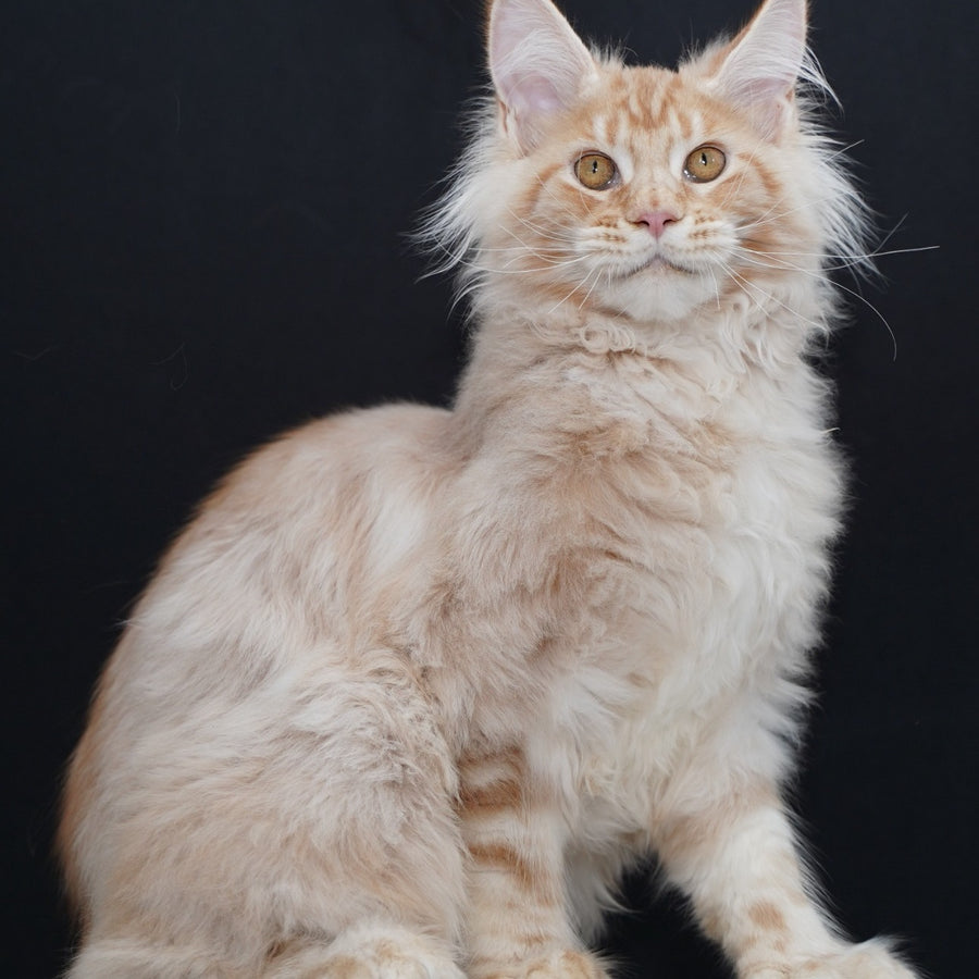 Quasar Maine Coon polydactyl 6x6x6x6 male, red silver tabby