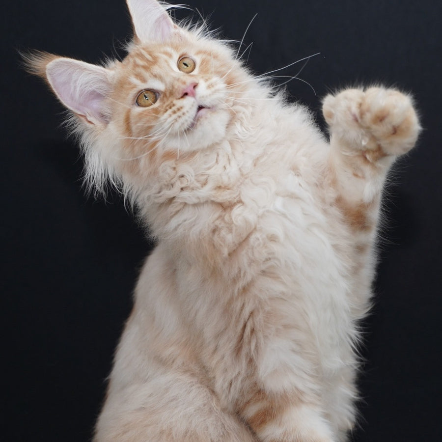 Quasar Maine Coon polydactyl 6x6x6x6 male, red silver tabby