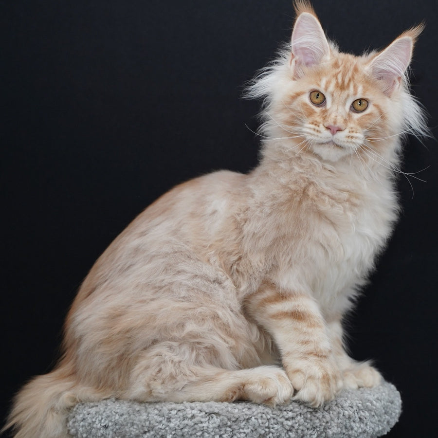 Quasar Maine Coon polydactyl 6x6x6x6 male, red silver tabby