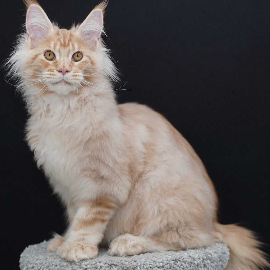 Quasar Maine Coon polydactyl 6x6x6x6 male, red silver tabby