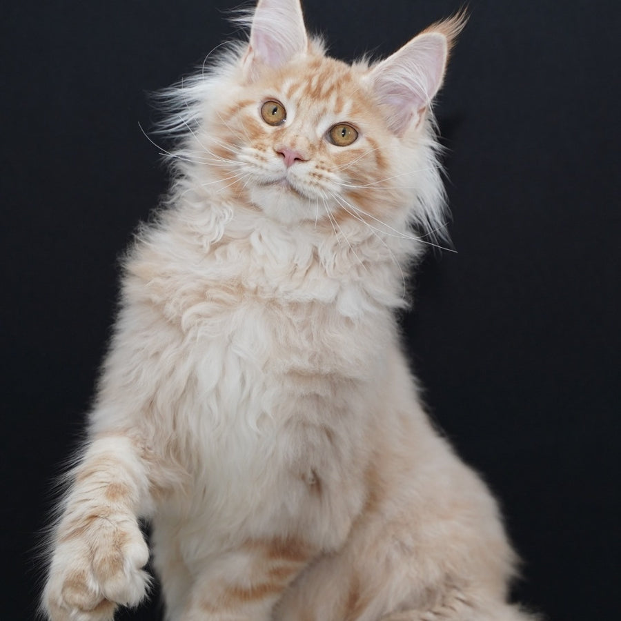 Quasar Maine Coon polydactyl 6x6x6x6 male, red silver tabby