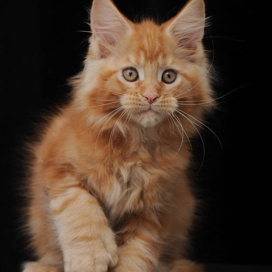 Pontiac Deluxe Maine Coon polydactyl 6x6x6x6 male, red