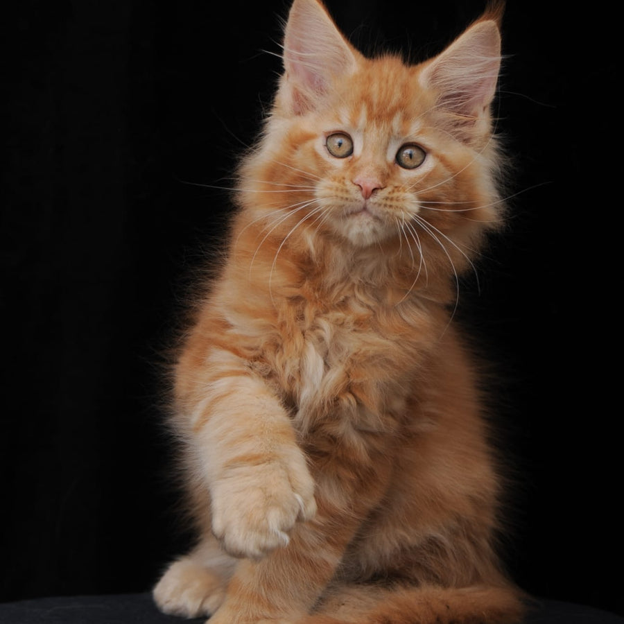 Pontiac Deluxe Maine Coon polydactyl 6x6x6x6 male, red